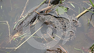 Rare protected European Fire-bellied Toad in pond water