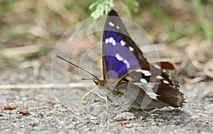 A rare Purple Emperor Butterfly, Apatura iris, feeding on minerals on the ground.