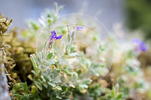 Rare purple flowering sedum or succulents on old wall