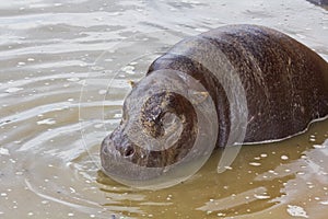 A rare pygmy hippopotamus (Choeropsis liberiensis)