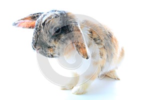 Rare rabbit color. Orange black white dwarf lop widder bunny with special tricolor pattern. Rabbit patterns. Orange fox rex tricol