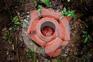 Rare Rafflesia plant. Worlds biggest flower