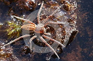 Rare Raft Spider Dolomedes fimbriatus hunting for food in a pond .