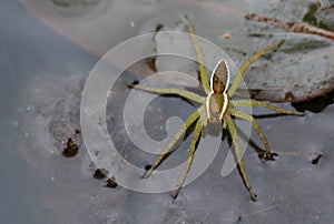 A rare Raft Spider Dolomedes fimbriatus perching on a leaf in a pond hunting for food.