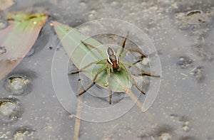 A rare Raft Spider Dolomedes fimbriatus perching on a leaf in a pond hunting for food.