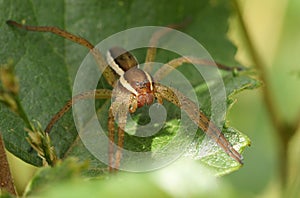 A rare Raft Spider Dolomedes fimbriatus perching on a leaf of a small tree growing at the edge of a bog in Surrey, UK.