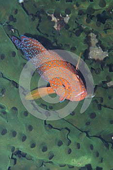 Rare rainbow grouper hiding in black coral off Padre Burgos, Leyte, Philippines