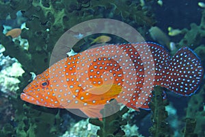 Rare rainbow grouper hiding in black coral off Padre Burgos, Leyte, Philippines