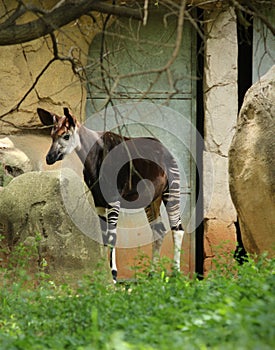 Okapi Okapia johnsoni at ZOO Pretoria, South Africa