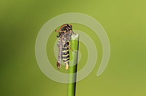 A tiny rare Raspberry Clearwing Moth, Pennisetia hylaeiformis, perching on a reed.