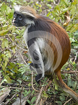 Rare Red Colobus Monkey photo