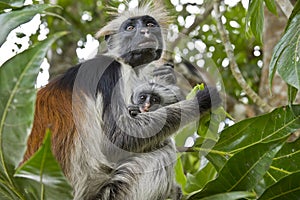 Rare Red Colobus Monkey with little photo