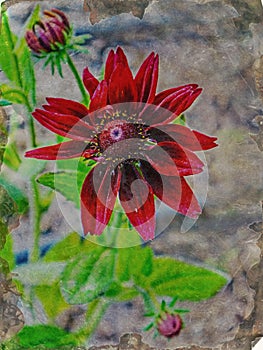 Rare red flower in bloom rustic