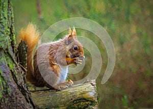 Rare Red Squirrel eating nut