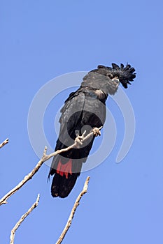 rare Red-tailed Black Cockatoo, Calyptorhynchus banksii, sits on a branch. Australia