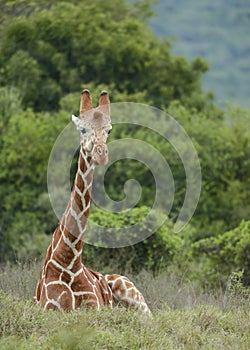 Rare Reticulated Giraffe, Giraffa camelopardalis reticulata at Aberdare
