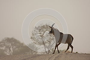 Rare Roan Antelope photo