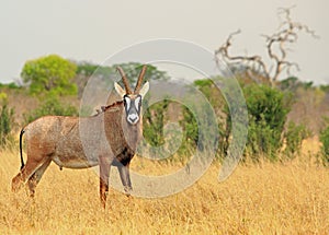 Rare Roan Antelope on the african plains looking straight into camera