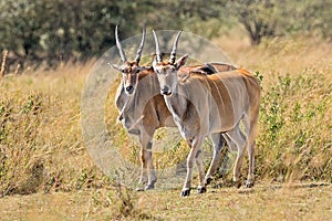 Male kudu antelope Tragelaphus strepsiceros in natural habitat, Etosha National Park, Namibia