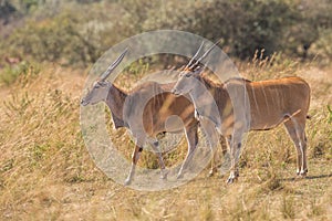 Male kudu antelope Tragelaphus strepsiceros in natural habitat, Etosha National Park, Namibia