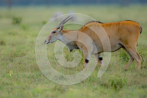 Male impala antelope Tragelaphus strepsiceros in natural habitat, Etosha National Park, Namibia