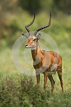 Male impala antelope Tragelaphus strepsiceros in natural habitat, Etosha National Park, Namibia