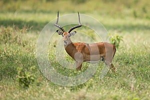 Male impala antelope Tragelaphus strepsiceros in natural habitat, Etosha National Park, Namibia