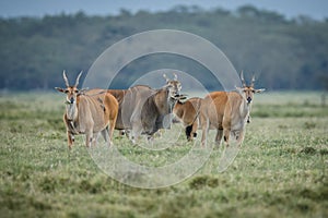 Male impala antelope Tragelaphus strepsiceros in natural habitat, Etosha National Park, Namibia