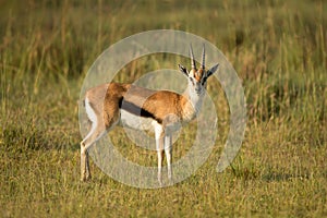 Male impala antelope Tragelaphus strepsiceros in natural habitat, Etosha National Park, Namibia