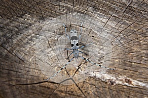 Rosalia longicorn, rosalia alpina, tesárik alpský, Malé Karpaty