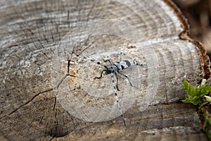 Rosalia longicorn, rosalia alpina, alpine longhorn beetle, Little Carpathians