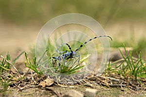 Rosalia longicorn, rosalia alpina, alpine longhorn beetle, Little Carpathians