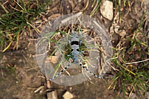 Rosalia longicorn, rosalia alpina, alpine longhorn beetle, Little Carpathians