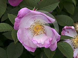 Rare rose flower at cultivation garden species Complicata