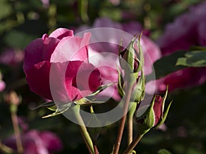 Rare rose flower at cultivation garden species Deborah