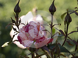 Rare rose flower at cultivation garden species Edgar Degas