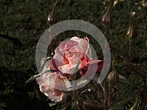 Rare rose flower at cultivation garden species Edgar Degas