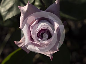 Rare rose flower at cultivation garden species Mamy Blue