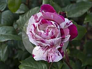 Rare rose flower at cultivation garden species Rinascimento Reneissance