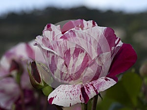 Rare rose flower at cultivation garden species Rinascimento Reneissance