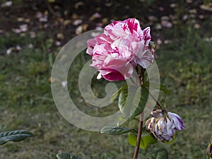 Rare rose flower at cultivation garden species Rinascimento Reneissance