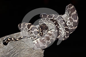 Rough-scaled Python photo