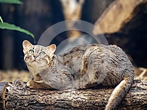 Rare Rusty-spotted cat, Prionailurus rubiginosus, lies on a trunk and observes the surroundings