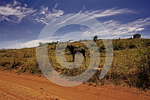 Rare sable antelope in South Africa