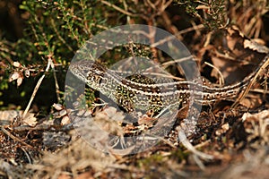 A rare Sand Lizard Lacerta agilis sunbathing in the undergrowth.