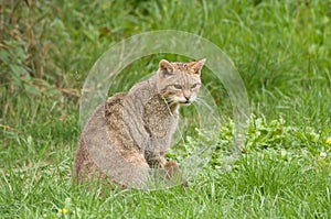 Rare Scottish Wildcat