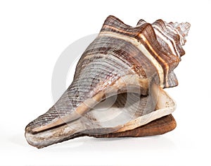 Rare sea shell isolated