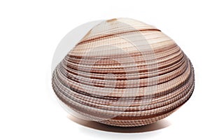Rare sea shell isolated on white background.