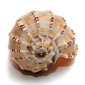 Rare sea shell on white background.