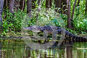 A Rare Shot of a Large Texas Alligator Walking on a Swampy River Bank.